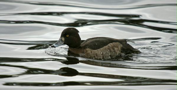 Tufted Duck <i>Aythya fuligula</i>