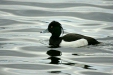 Tufted Duck