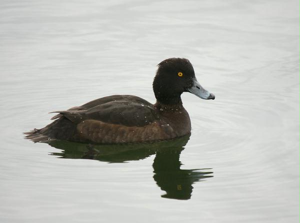 Tufted Duck <i>Aythya fuligula</i>