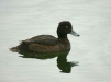 Tufted Duck