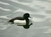 Tufted Duck