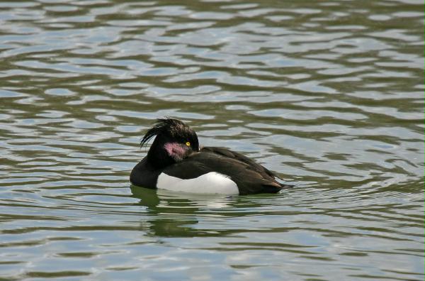 Tufted Duck <i>Aythya fuligula</i>
