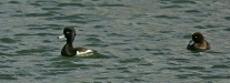 Tufted Duck