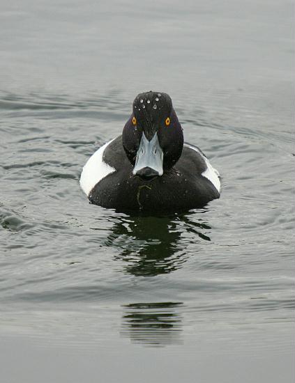 Tufted Duck <i>Aythya fuligula</i>