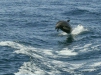 Common Bottlenose Dolphin <i>Tursiops truncatus</i>