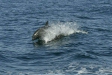 Common Bottlenose Dolphin <i>Tursiops truncatus</i>