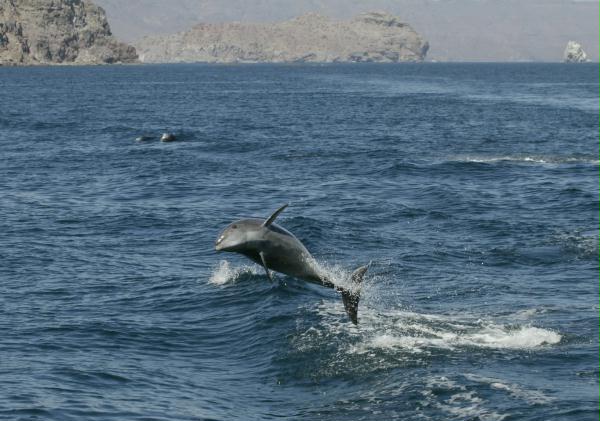 Common Bottlenose Dolphin <i>Tursiops truncatus</i>