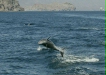 Common Bottlenose Dolphin <i>Tursiops truncatus</i>