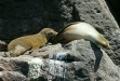 California Sea Lion