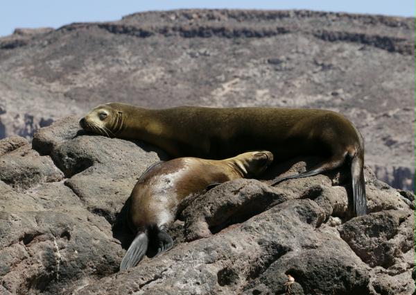 California Sea Lion <i>Zalophus californianus</i>