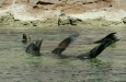California Sea Lion