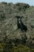 California Sea Lion