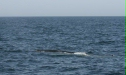 Fin Whale