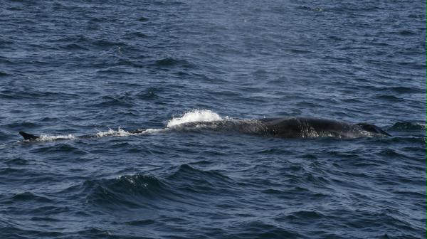 Fin Whale <i>Balaenoptera physalus</i>