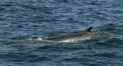 Fin Whale