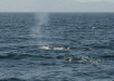 Fin Whale