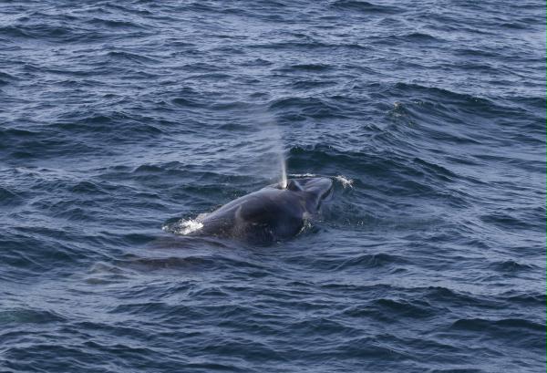 Fin Whale <i>Balaenoptera physalus</i>