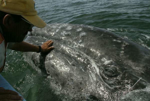 Gray Whale <i>Eschrichtius robustus</i>