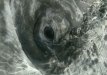 Gray Whale <i>Eschrichtius robustus</i>