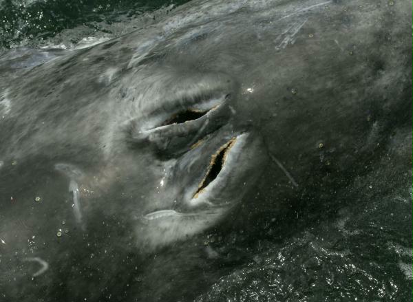 Gray Whale <i>Eschrichtius robustus</i>