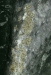 Gray Whale <i>Eschrichtius robustus</i>
