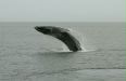 Humpback Whale <i>Megaptera novaeangliae</i>