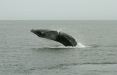 Humpback Whale <i>Megaptera novaeangliae</i>