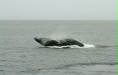 Humpback Whale <i>Megaptera novaeangliae</i>