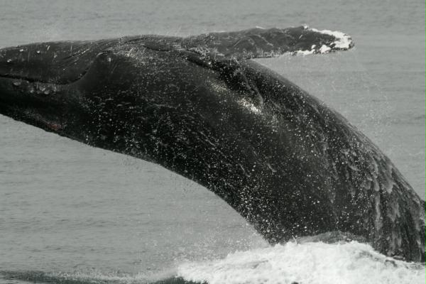 Humpback Whale <i>Megaptera novaeangliae</i>