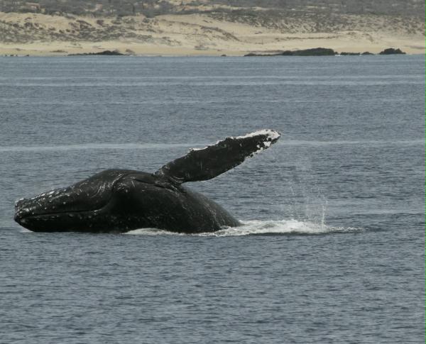 Humpback Whale <i>Megaptera novaeangliae</i>
