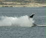 Humpback Whale <i>Megaptera novaeangliae</i>