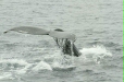 Humpback Whale <i>Megaptera novaeangliae</i>