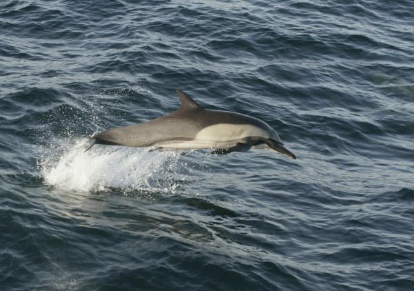 Long-beaked Common Dolphin <i>Delphinus capensis</i>