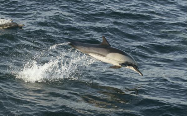 Long-beaked Common Dolphin <i>Delphinus capensis</i>