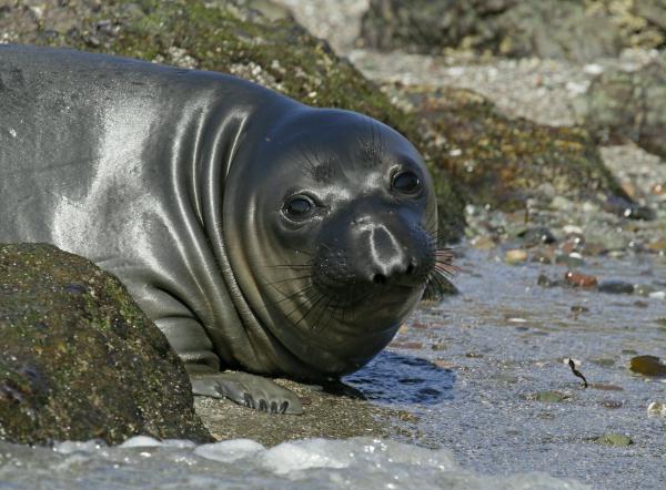 Northern Elephant Seal <i>Mirounga angustirostris>/i>