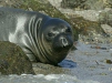 Northern Elephant Seal