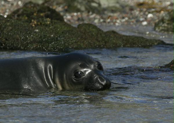 Northern Elephant Seal <i>Mirounga angustirostris>/i>