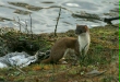 Stoat