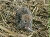 Brown Rat