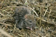 Brown Rat