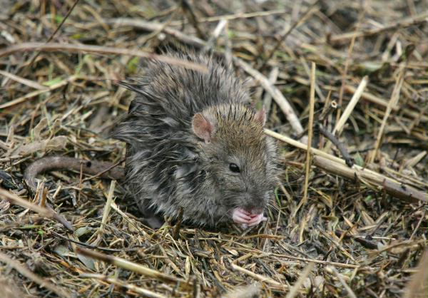Brown Rat <i>Rattus norvegicus</i>