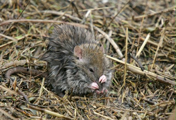 Brown Rat <i>Rattus norvegicus</i>