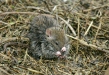 Brown Rat