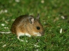 Wood Mouse