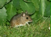 Wood Mouse