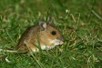 Wood Mouse