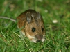 Wood Mouse