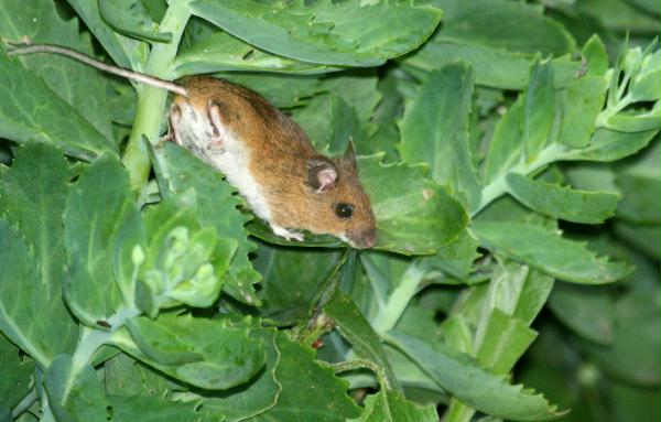 Wood Mouse <i>Apodemus sylvaticus</i>
