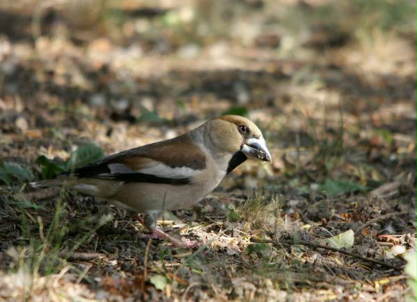 Hawfinch <i>Coccothraustes coccothraustes</i>