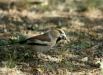 Hawfinch